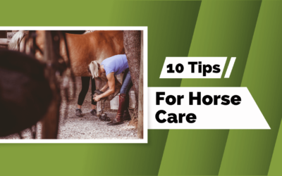 Horse Care Tips and Tricks