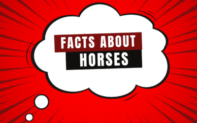 20 Interesting Facts About Horses