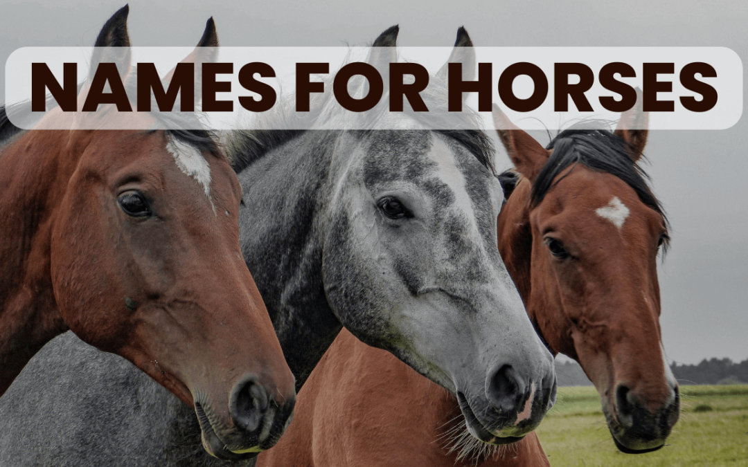 List of the Most Popular Names For Horses